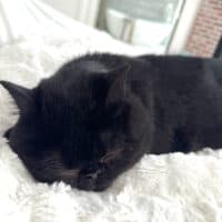 Dark Chocolate Exotic Shorthair Cat in Jonesboro, Arkansas