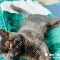 Dark Chocolate Exotic Shorthair Kitten in Jonesboro, Arkansas