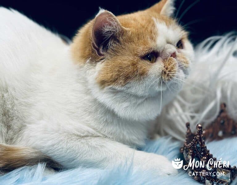 red bicolor exotic shorthair cat