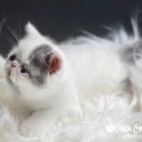 Blue Van Bicolor Exotic Shorthair Kitten in Sebastian, Florida