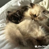 Chocolate and Colorpoint Exotic Longhair Kittens in Brooklyn, New York