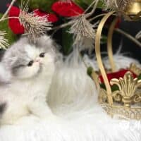 Blue Bicolor Van Exotic Shorthair Kitten in Crown Point, Indiana