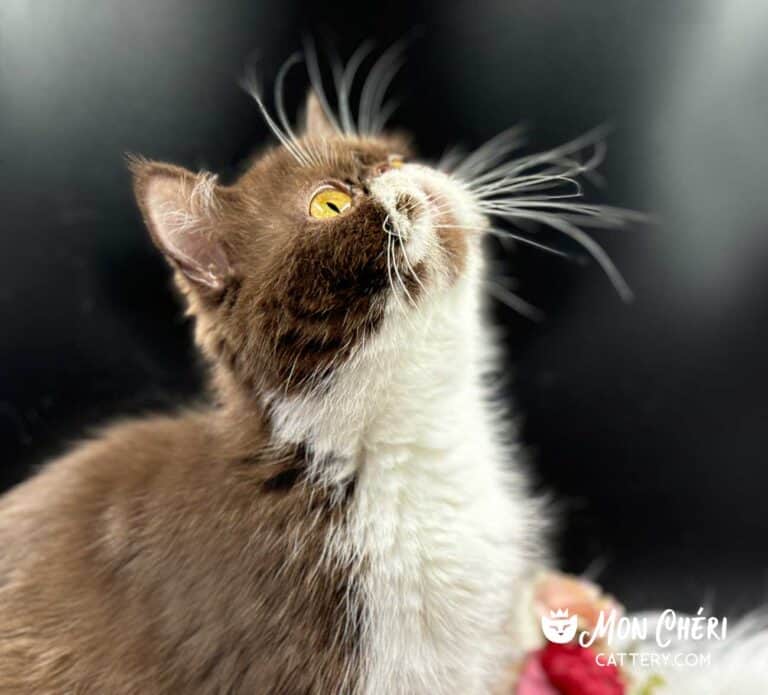 Lilly Chocolate Bicolor Exotic Shorthair Cat