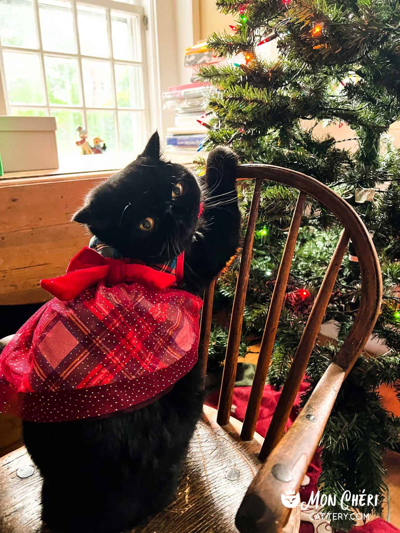 Black Exotic Shorthair Kitten Cohasset, Massachusetts