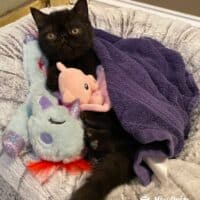 Black Exotic Shorthair Kitten Cohasset, Massachusetts