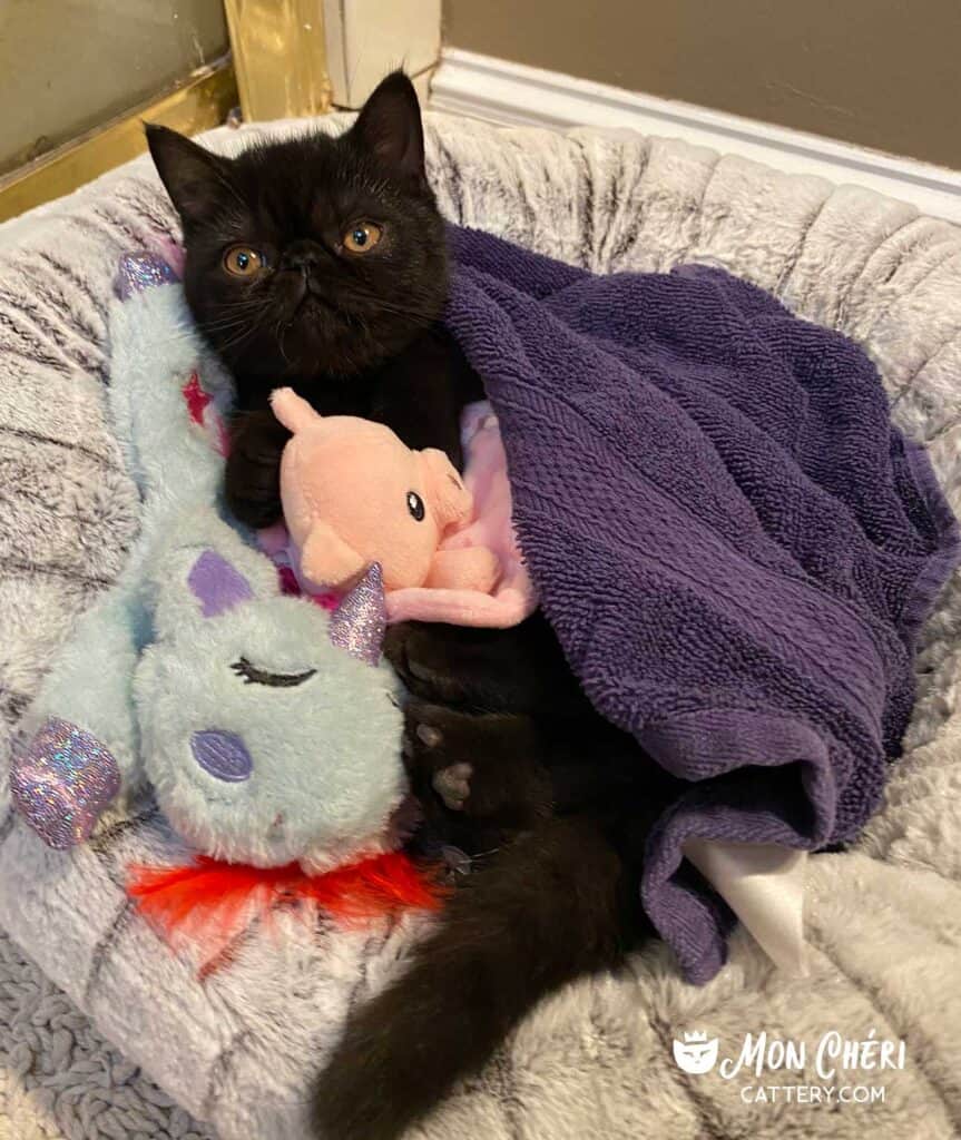 Black Exotic Shorthair Kitten Cohasset, Massachusetts