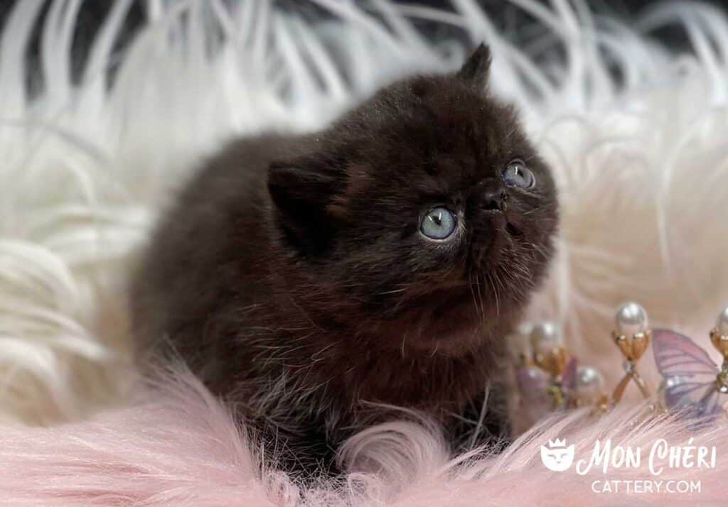 Black Exotic Shorthair Kitten Cohasset, Massachusetts