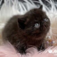 Black Exotic Shorthair Kitten Cohasset, Massachusetts