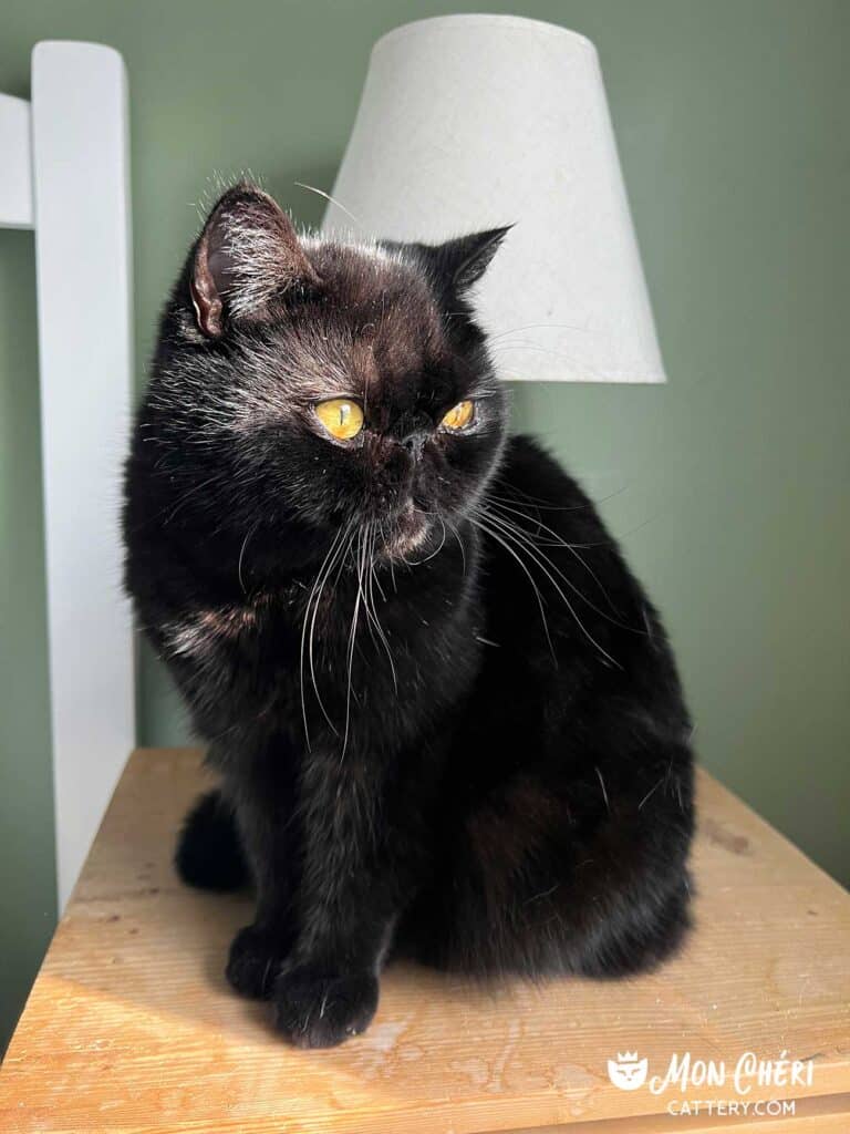 Black Exotic Shorthair Kitten Cohasset, Massachusetts