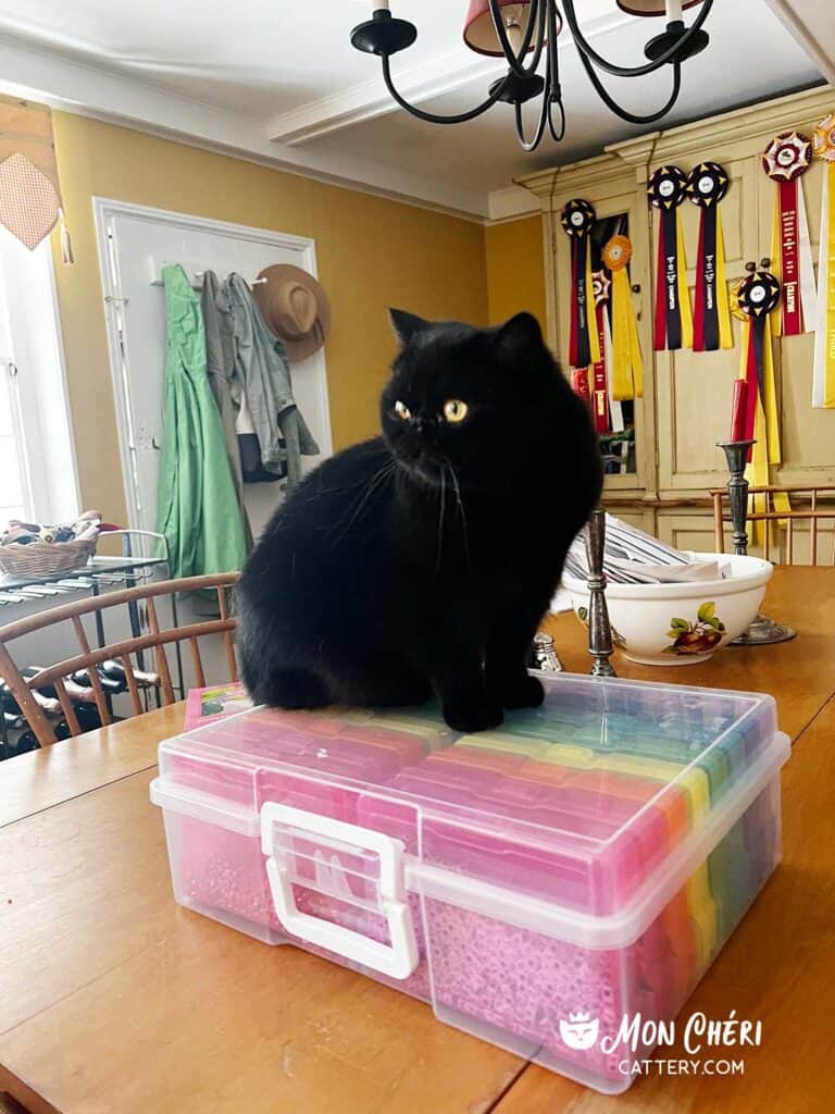 Black Exotic Shorthair Kitten Cohasset, Massachusetts