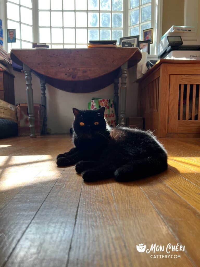 Black Exotic Shorthair Kitten Cohasset, Massachusetts