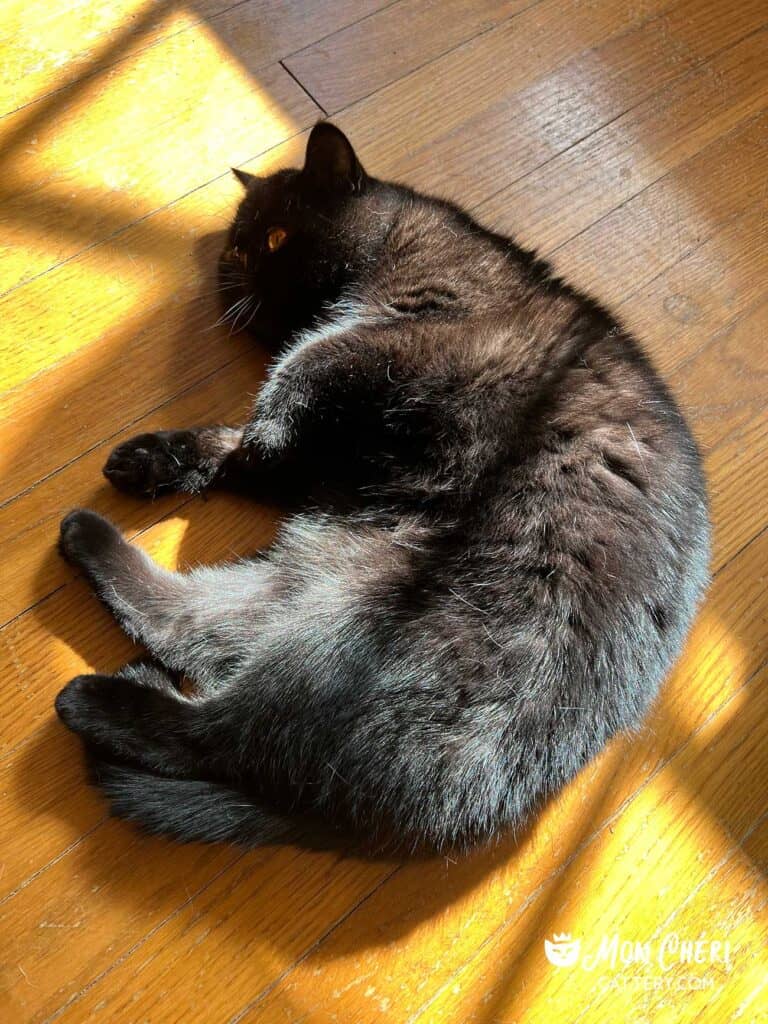 Black Exotic Shorthair Kitten Cohasset, Massachusetts