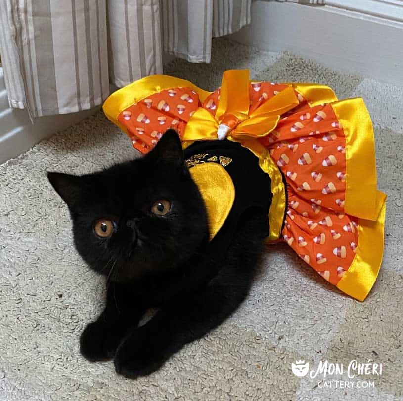 Black Exotic Shorthair Kitten Cohasset, Massachusetts