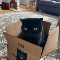 Black Exotic Shorthair Kitten Cohasset, Massachusetts