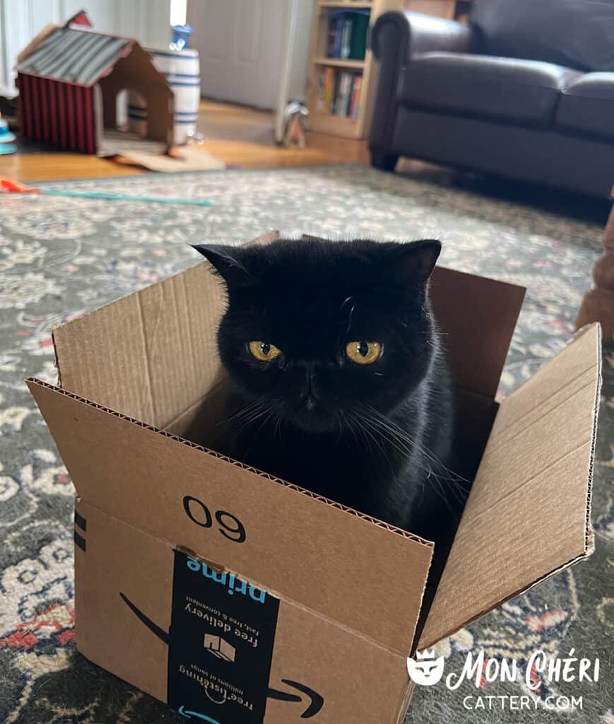 Black Exotic Shorthair Kitten Cohasset, Massachusetts