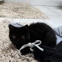 Black Exotic Shorthair Kitten Cohasset, Massachusetts