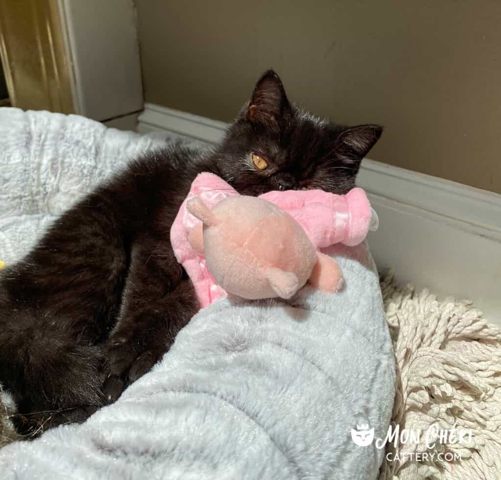 Black Exotic Shorthair Kitten Cohasset, Massachusetts