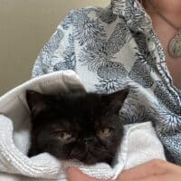 Black Exotic Shorthair Kitten Cohasset, Massachusetts