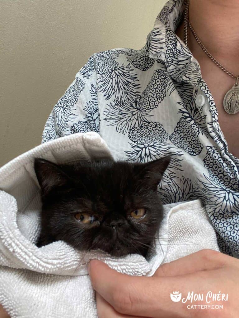 Black Exotic Shorthair Kitten Cohasset, Massachusetts