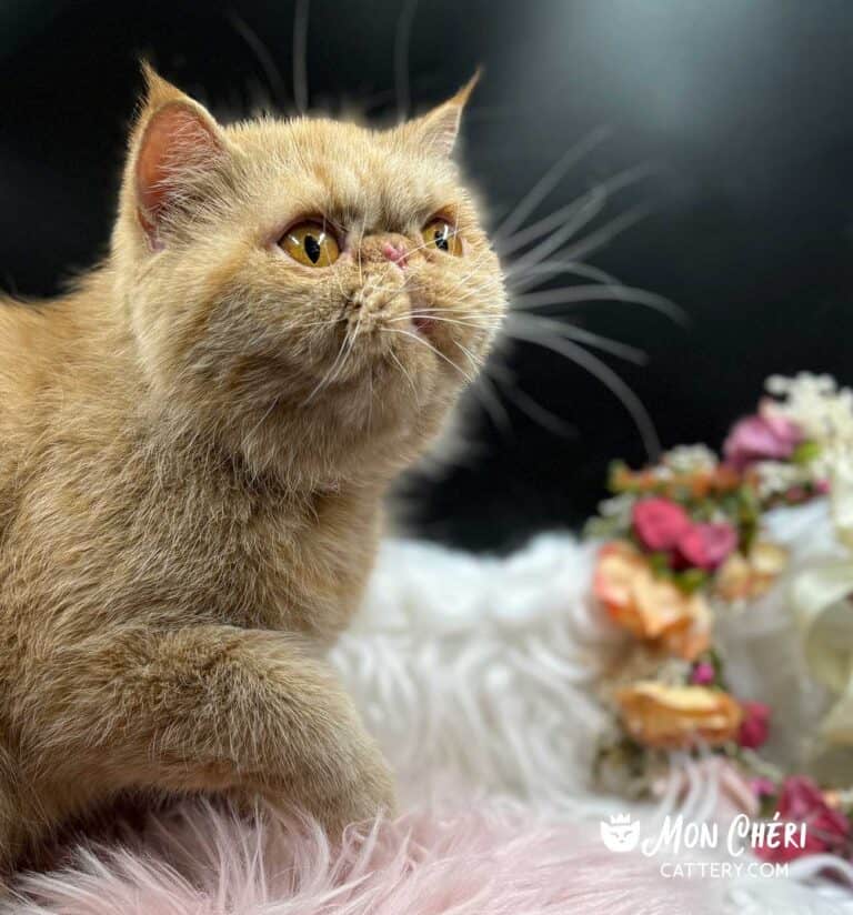 Red Tabby Exotic Shorthair Cat