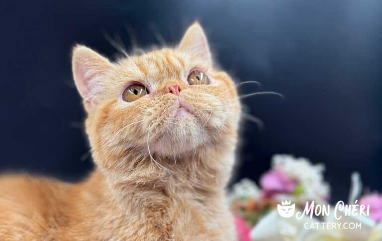 Red Tabby Exotic Shorthair Cat