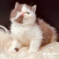 Chocolate Bicolor Exotic Shorthair Kitten in Springfield, Iowa