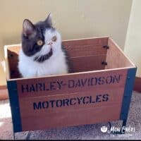 Chocolate Bicolor Exotic Shorthair Cat in Springfield, Iowa