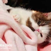 Chocolate Bicolor Exotic Shorthair Kitten in Springfield, Iowa