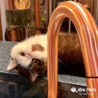 Chocolate Bicolor Exotic Shorthair Kitten in Springfield, Iowa