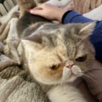 Dilute Calico Exotic Shorthair Cat in Naverre, Florida