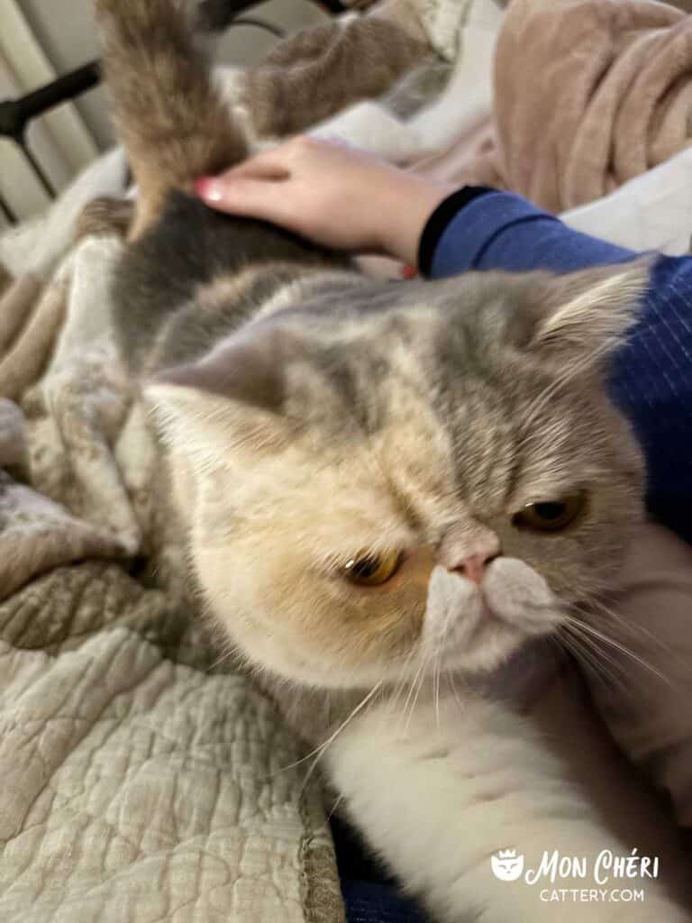 Dilute Calico Exotic Shorthair Cat in Naverre, Florida