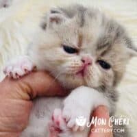 Dilute Calico Exotic Shorthair Kitten Naverre, Florida