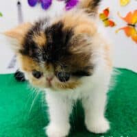 Calico Exotic Longhair Cat in Neptune Beach, Florida