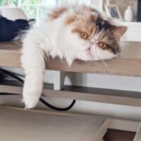 Calico Exotic Longhair Cat in Neptune Beach, Florida