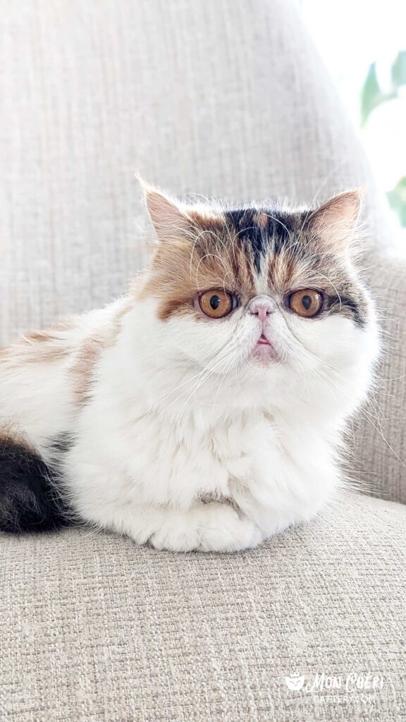 Calico Exotic Longhair Cat in Neptune Beach, Florida