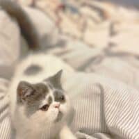 Blue Bicolor Van Exotic Shorthair Kitten in Columbia, Missouri