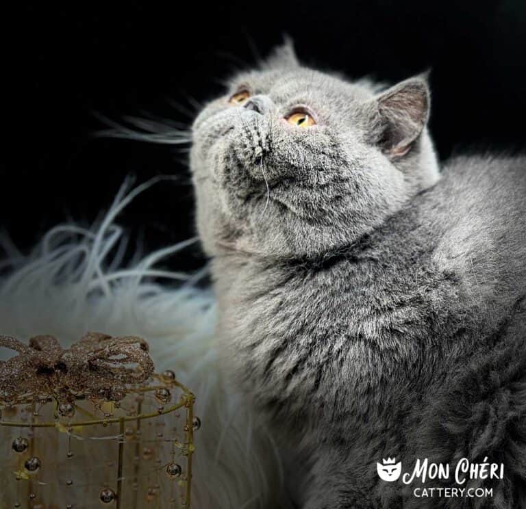 Solid Blue Exotic Shorthair Cat