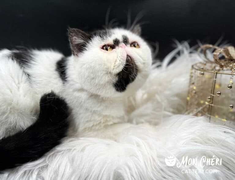 Black Bicolor Exotic Shorthair Cat