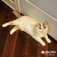 Red Bicolor Van Exotic Shorthair Cat in Crown Point, Indiana