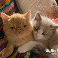 Red Tabby Exotic Shorthair Kitten Bentonville, Arkansas