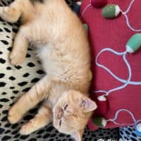 Red Tabby Exotic Shorthair Kitten Bentonville, Arkansas