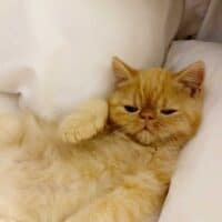 Red Tabby Exotic Shorthair Kitten Bentonville, Arkansas