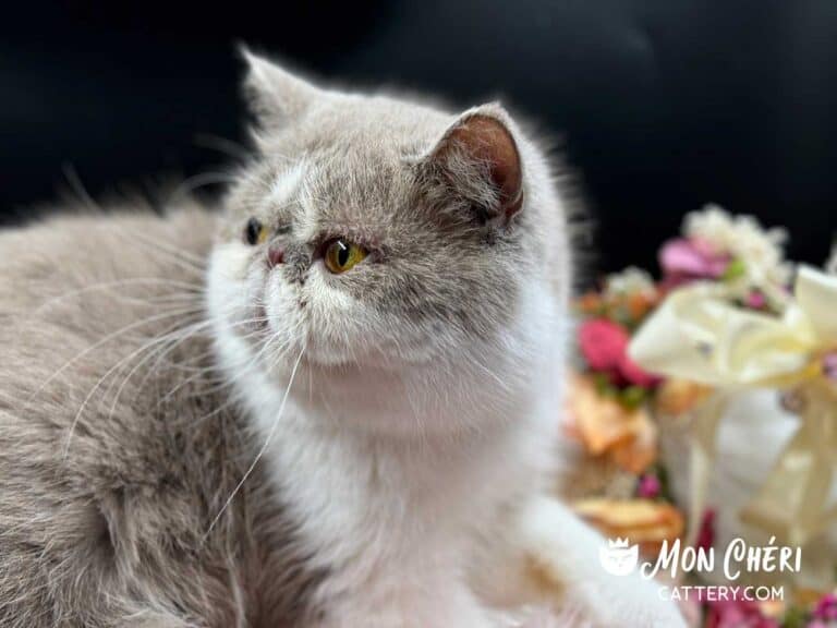 Lilac Bicolor Exotic Shorthair Cat