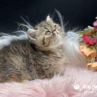 Chocolate Tabby Exotic Shorthair Kitten For Sale