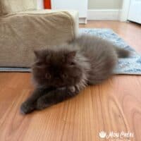 Chocolate Exotic Longhair Kitten in Weston, Florida