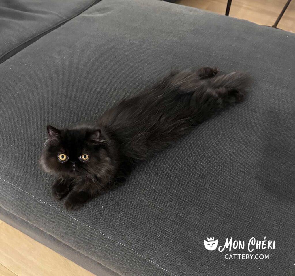 Chocolate Exotic Longhair Kitten in Brooklyn, New York