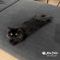 Chocolate Exotic Longhair Kitten in Brooklyn, New York