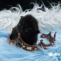 Chocolate Exotic Longhair Kitten in Brooklyn, New York