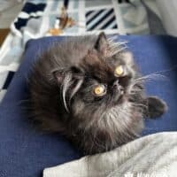 CChocolate Exotic Longhair Kitten in Brooklyn, New York