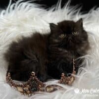 Chocolate Exotic Longhair Kittens in Brooklyn, New York